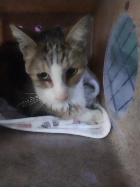 BANKSY, Adoptable, Adult Female Domestic Short Hair.