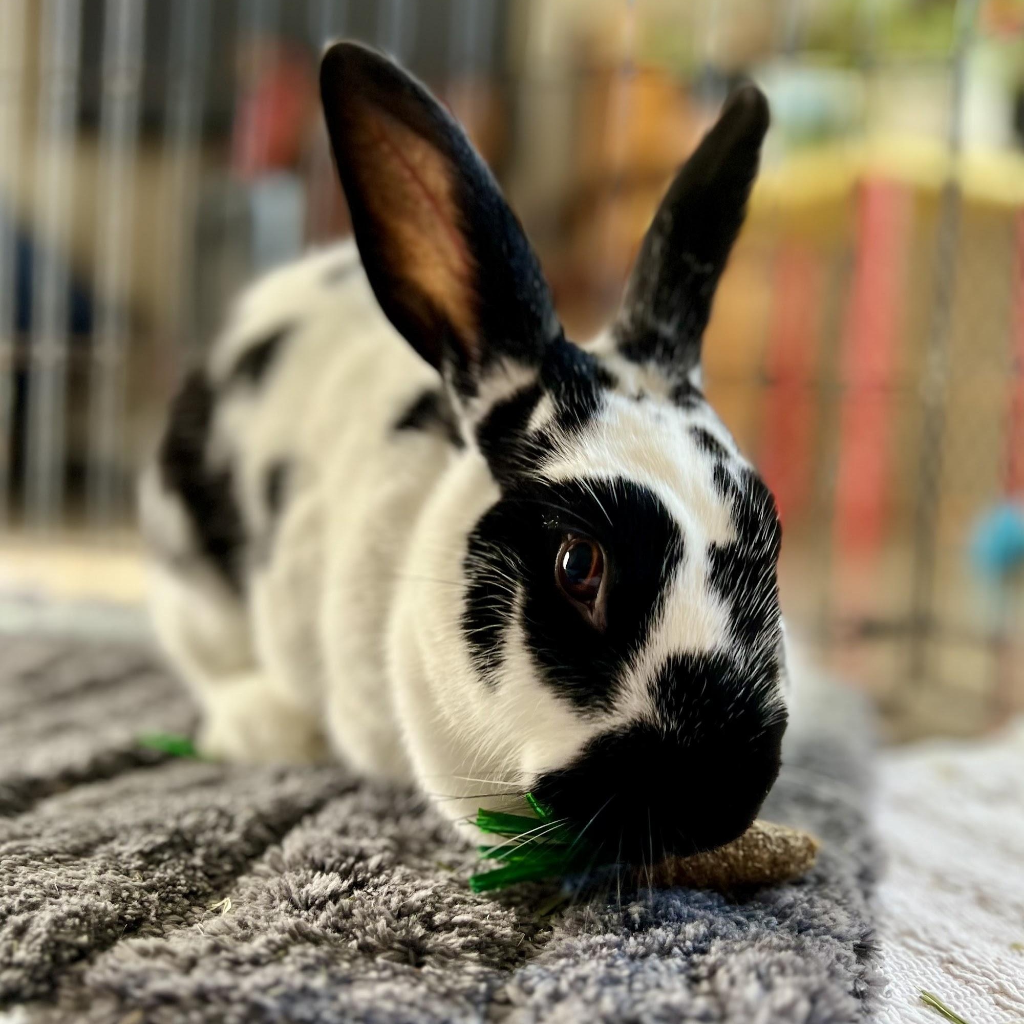 Kiki Oreo, adoptable, Adult Female Bunny Rabbit.