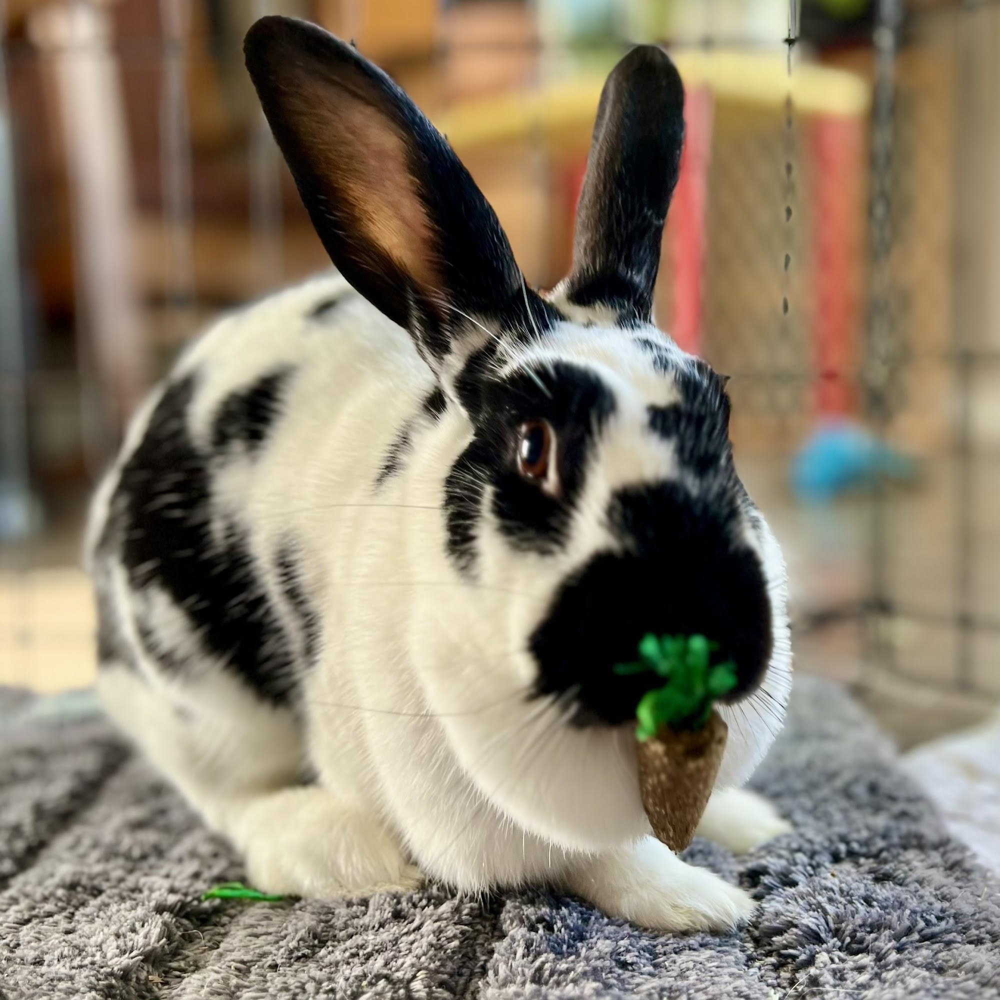Enlarge Kiki Oreo, an adoptable mixed breed in Ferndale, WA image 4/6