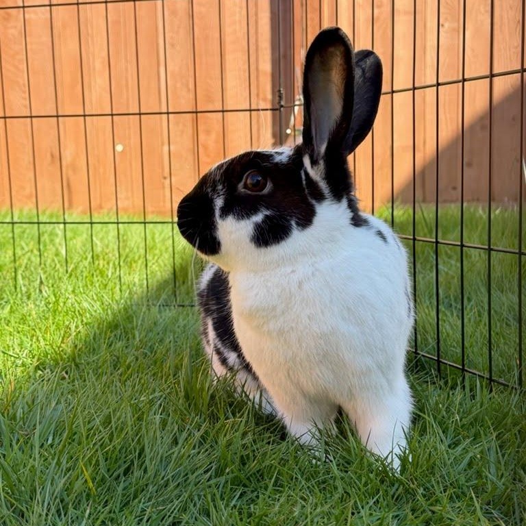 Kiki Oreo, adoptable, Adult Female Bunny Rabbit.