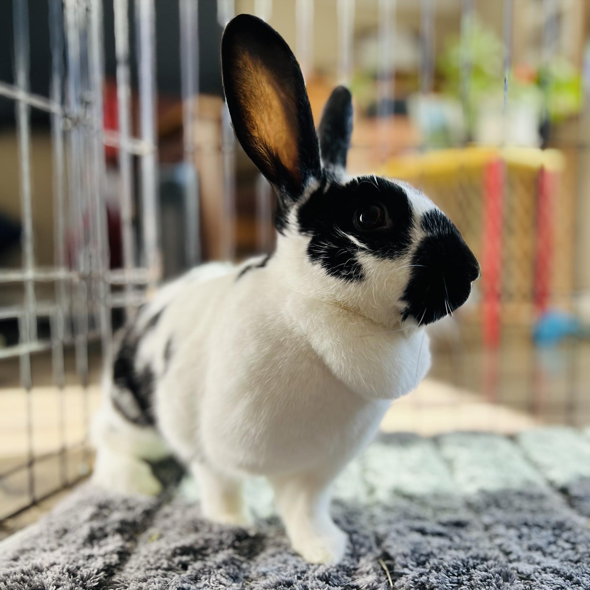 Enlarge Kiki Oreo, an adoptable mixed breed in Ferndale, WA image 6/6