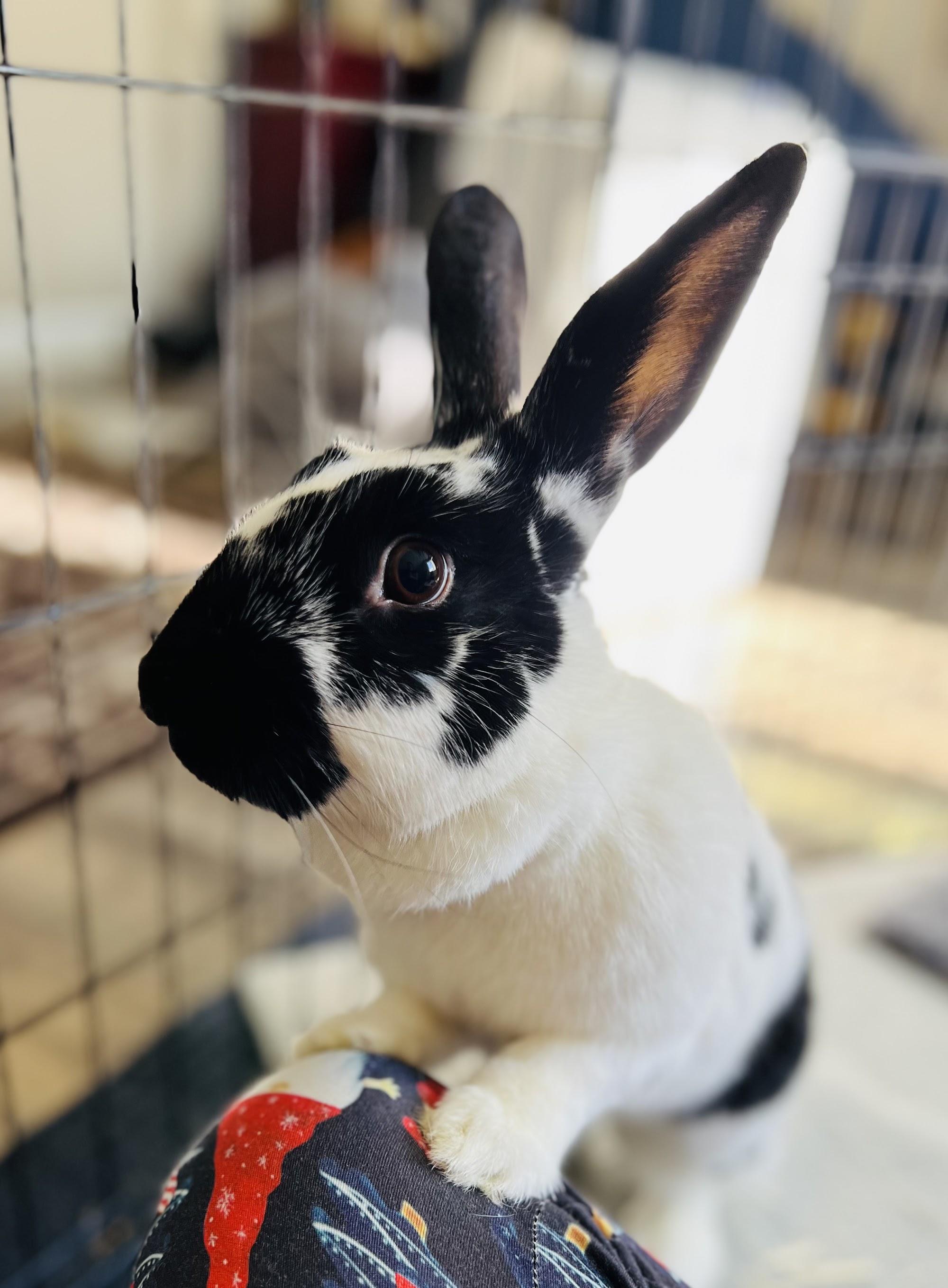 Enlarge Kiki Oreo, an adoptable mixed breed in Ferndale, WA image 2/6