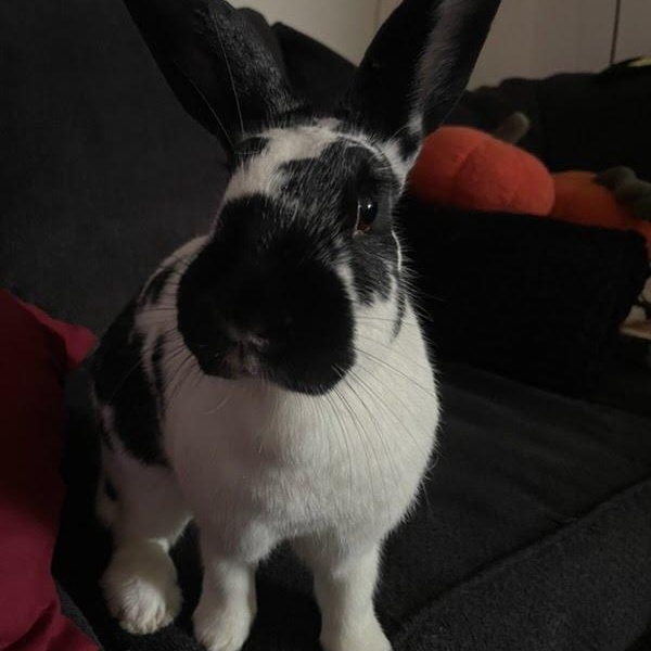 Enlarge Kiki Oreo, an adoptable mixed breed in Ferndale, WA image 2/5