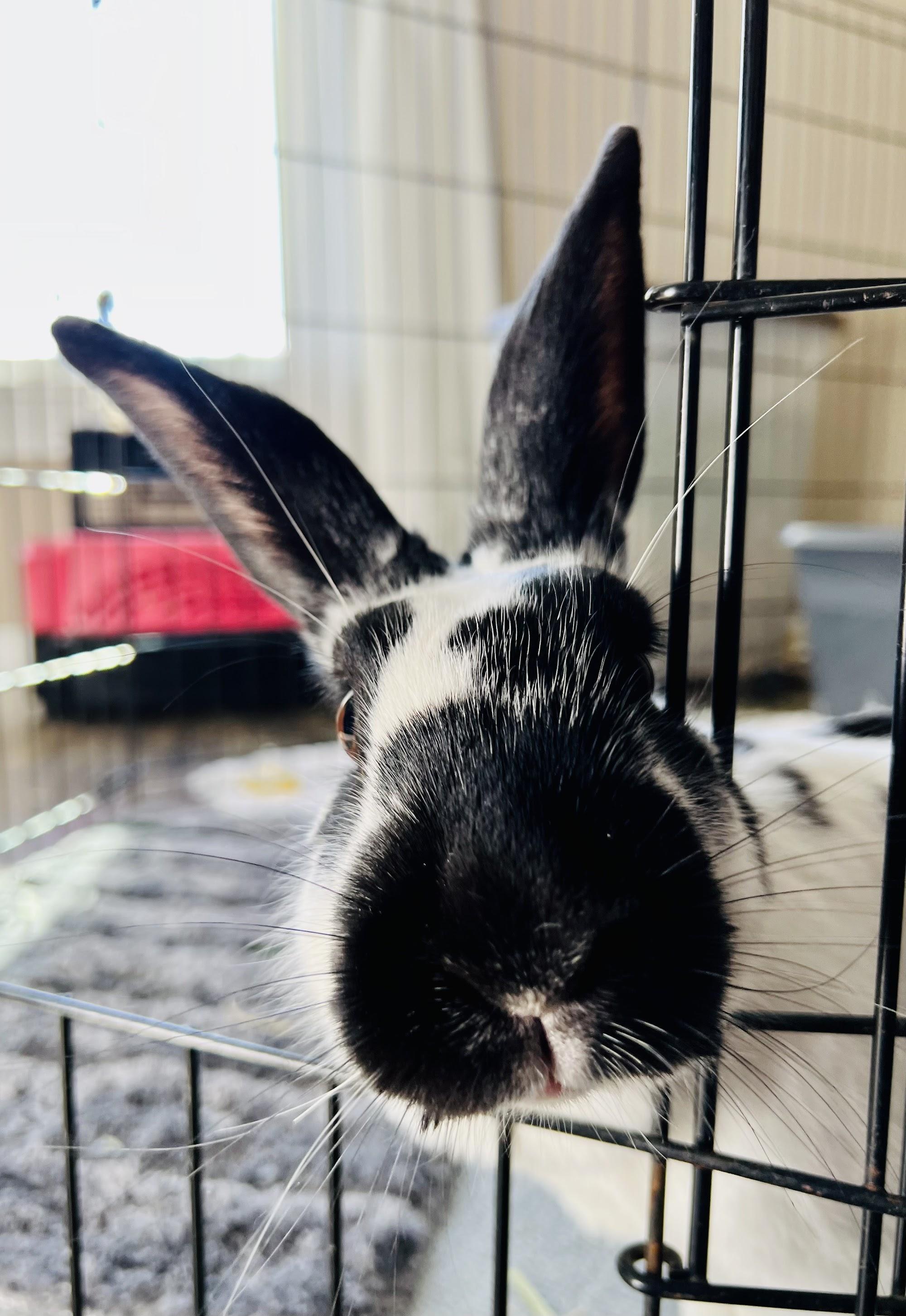 Enlarge Kiki Oreo, an adoptable mixed breed in Ferndale, WA image 3/6