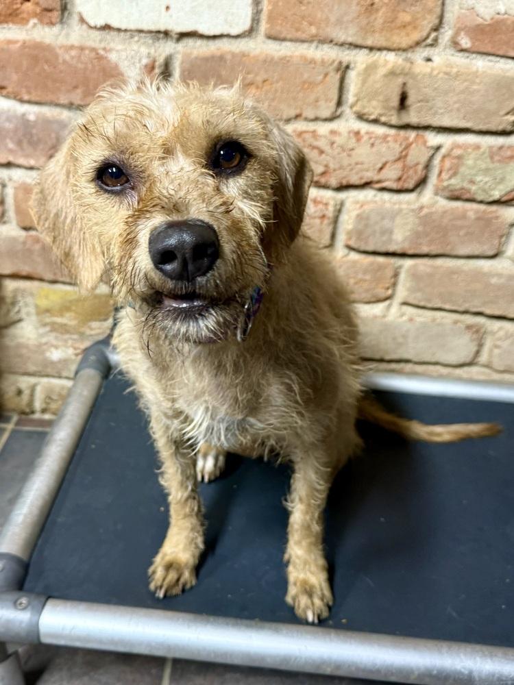 Agave, Adoptable, Adult Female Terrier.