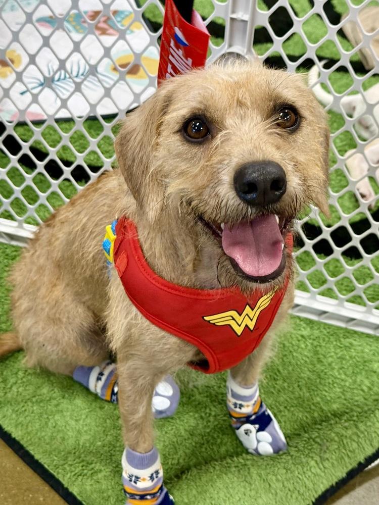 Enlarge Agave, a Adoptable mixed breed in TUCSON, AZ image 2/5