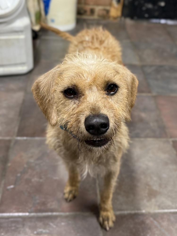 Enlarge Agave, a Adoptable mixed breed in TUCSON, AZ image 3/4
