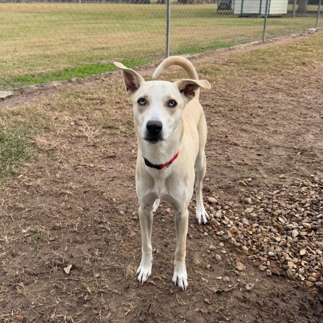 Speedy Gonzales, a Adoptable mixed breed in Carencro, LA image 1/5