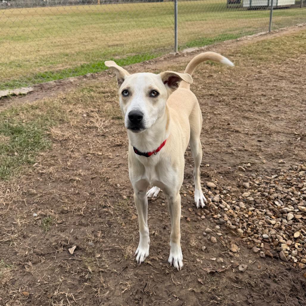Speedy Gonzales, a Adoptable mixed breed in Carencro, LA image 2/5