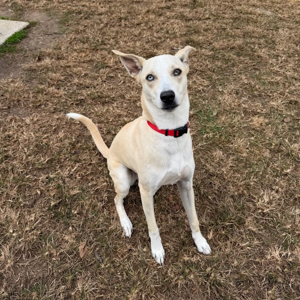 Speedy Gonzales, a Adoptable mixed breed in Carencro, LA image 3/5