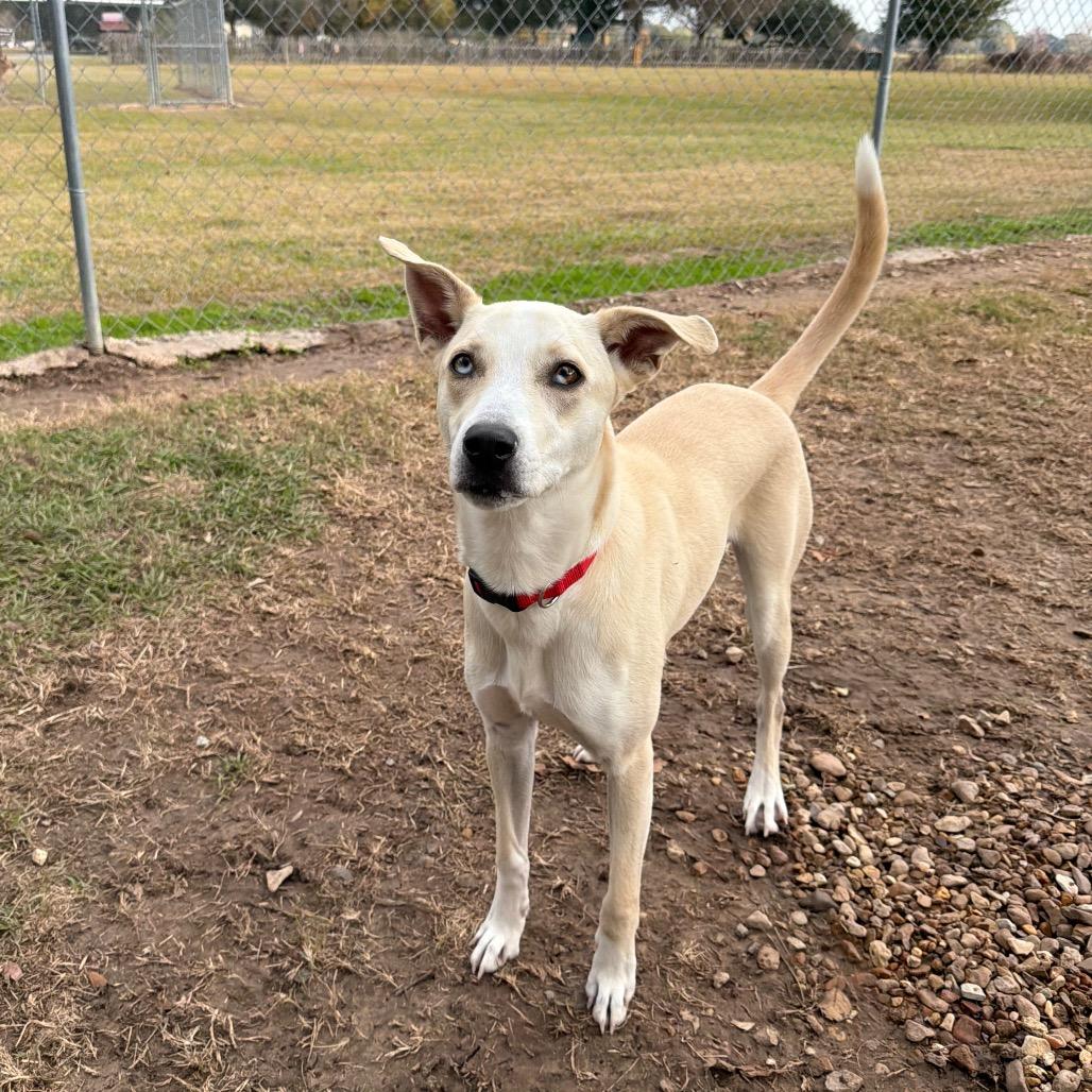 Speedy Gonzales, a Adoptable mixed breed in Carencro, LA image 4/5