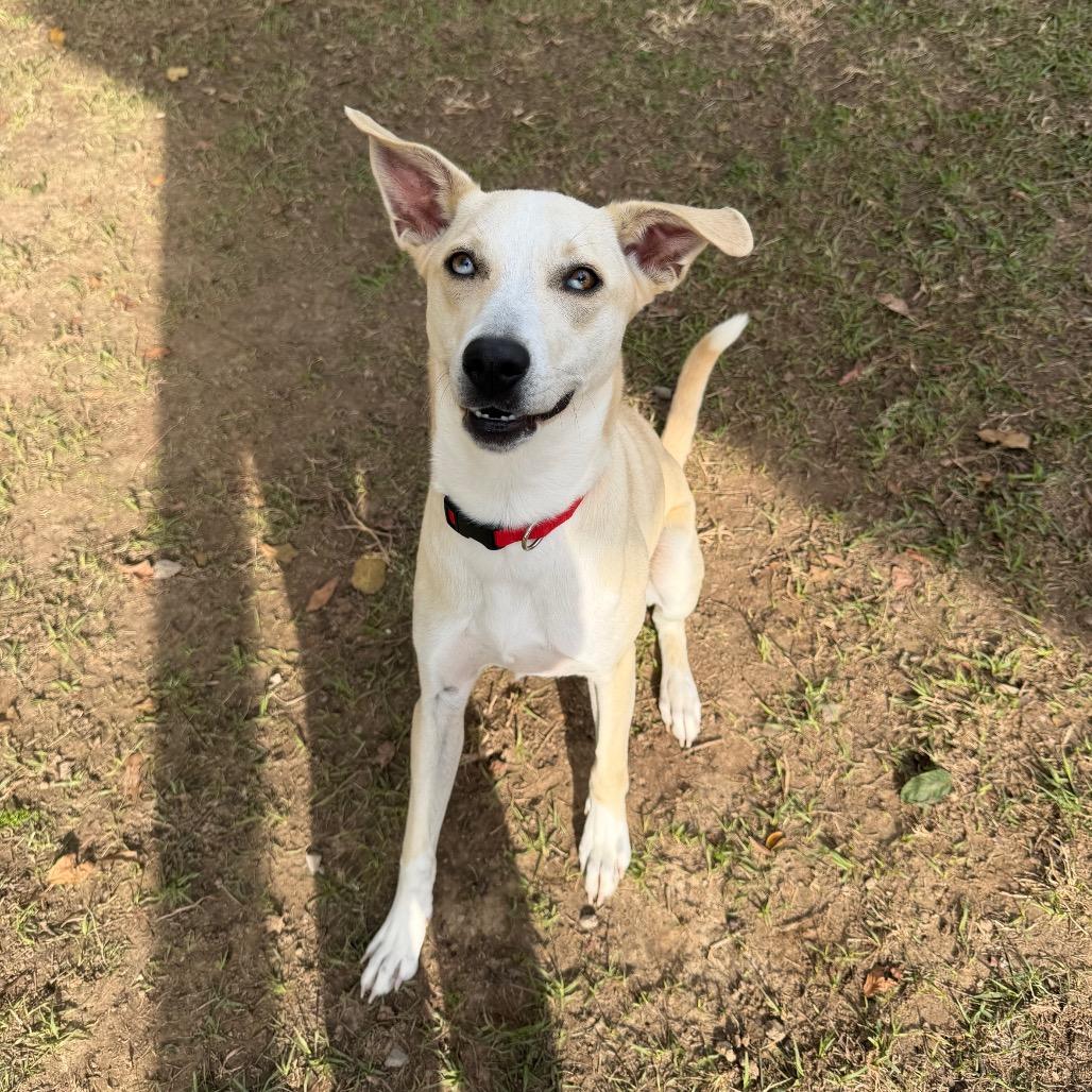Speedy Gonzales, a Adoptable mixed breed in Carencro, LA image 5/5