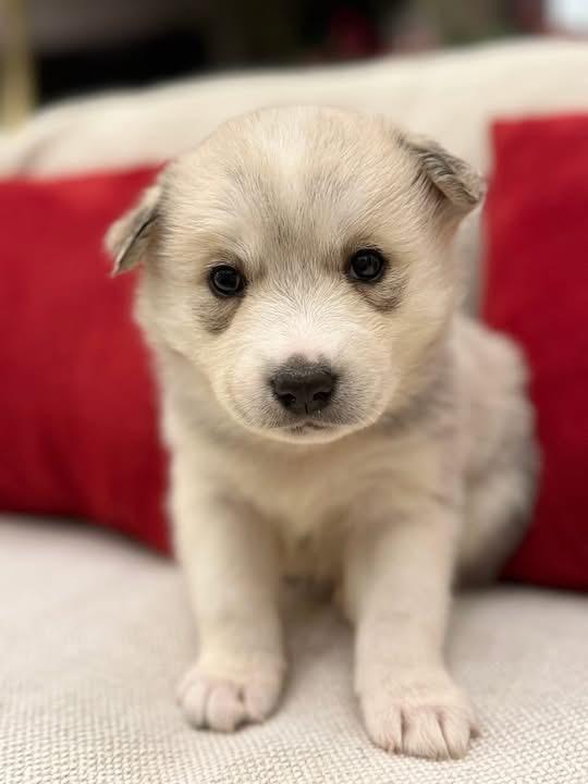 Grey (Cinder pup), adopted, Puppy Female Husky & Great Pyrenees.