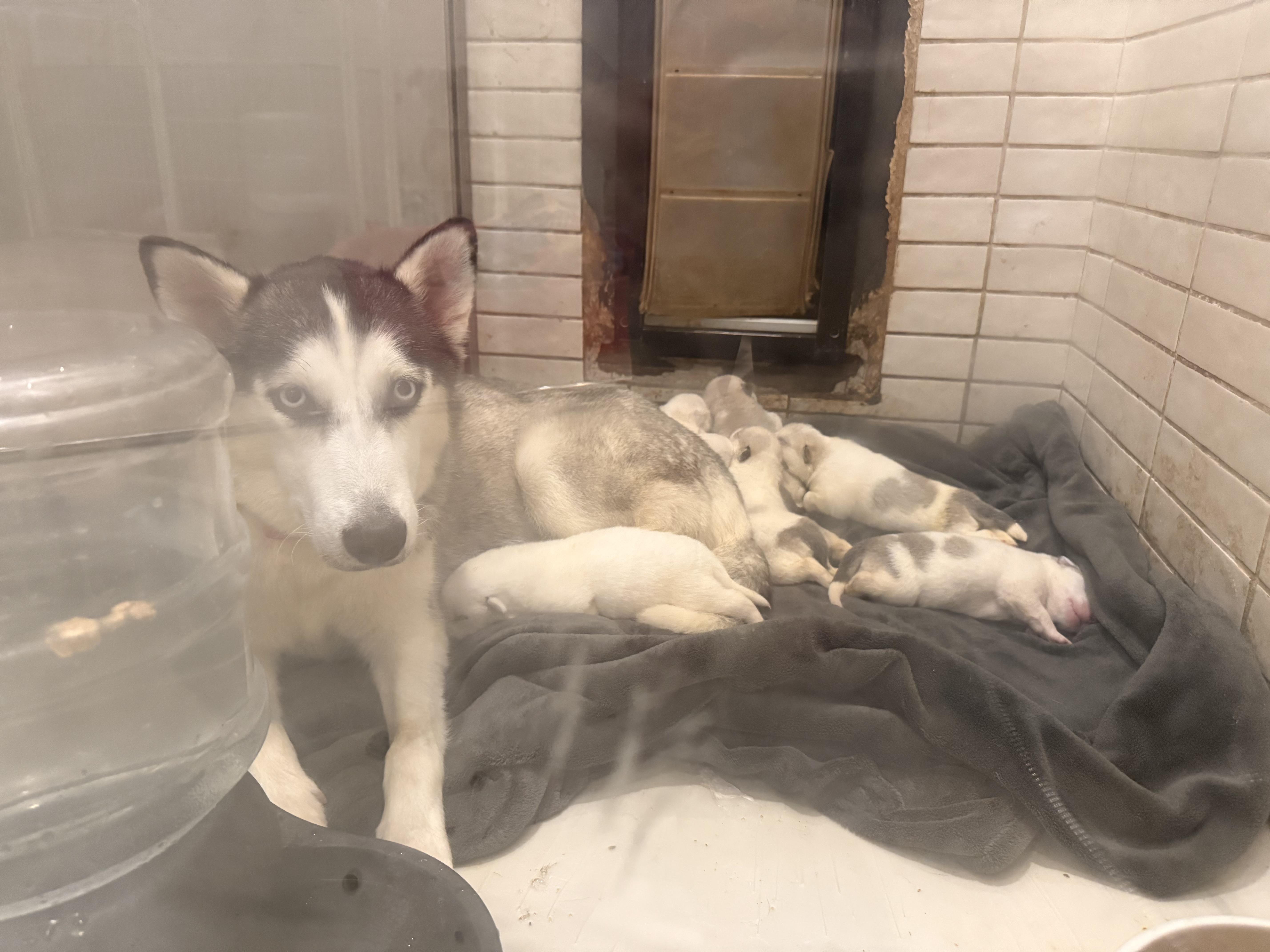 Grey (Cinder pup), an adopted mixed breed in Mount Juliet, TN image 4/5