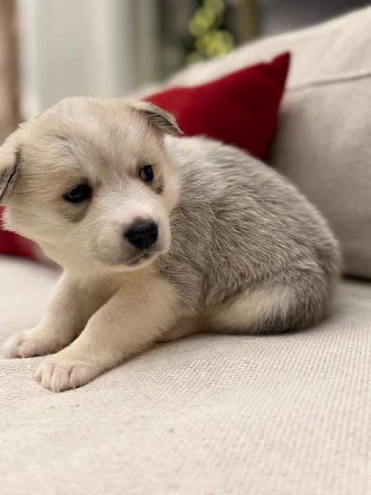Grey (Cinder pup), an adopted mixed breed in Mount Juliet, TN image 3/5
