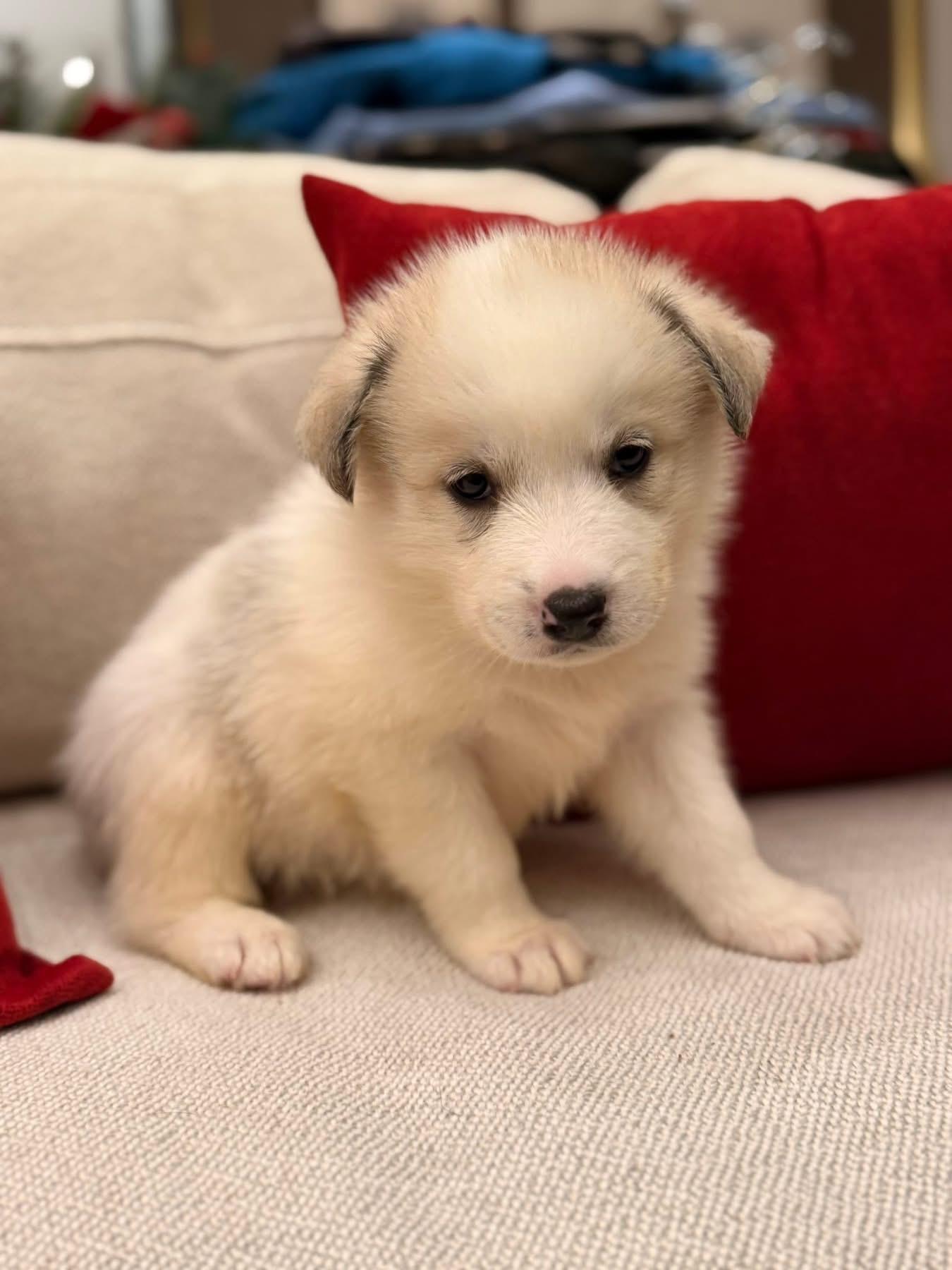 Grey (Cinder pup), an adopted mixed breed in Mount Juliet, TN image 5/5