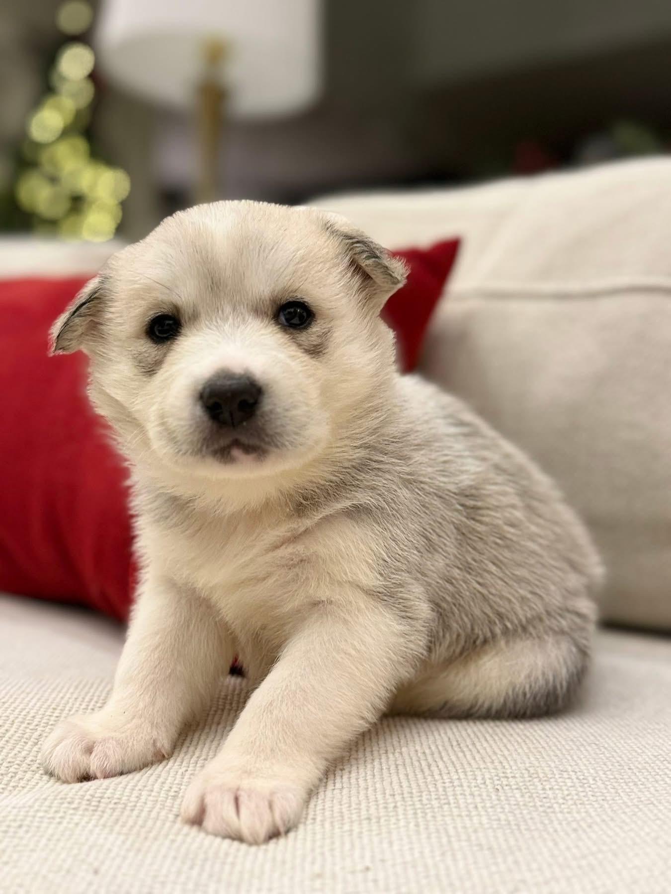 Grey (Cinder pup), an adopted mixed breed in Mount Juliet, TN image 2/5