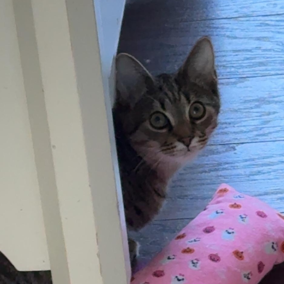 Enlarge Alfalfa (EH), a Adoptable Domestic Short Hair in Huddleston, VA image 1/1