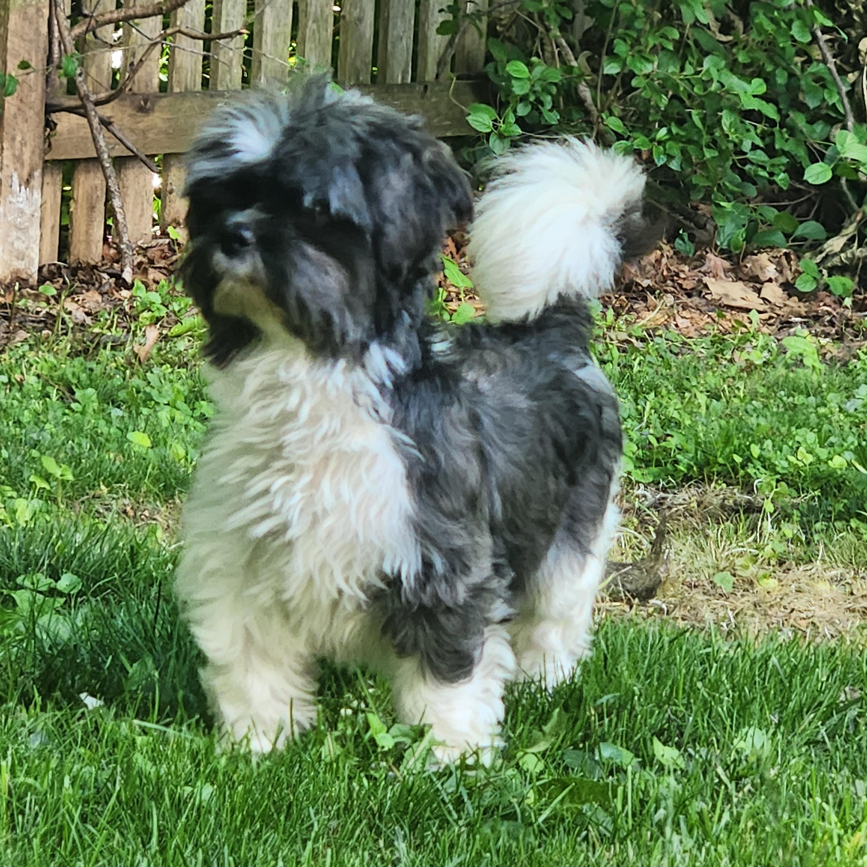 Enlarge Sophie, a ADOPTABLE Shih Tzu in Union Grove, WI image 2/5