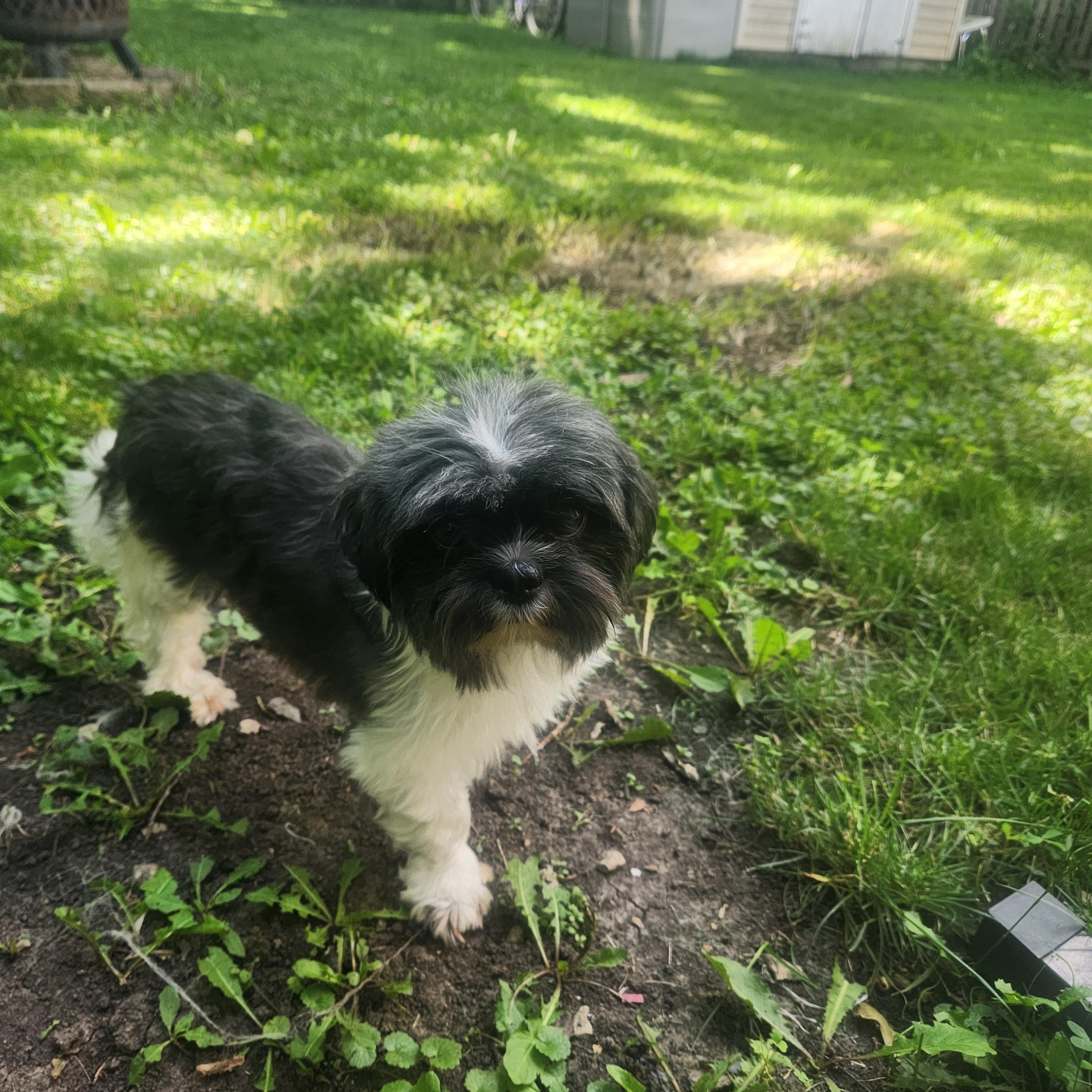 Enlarge Sophie, a ADOPTABLE Shih Tzu in Union Grove, WI image 1/5