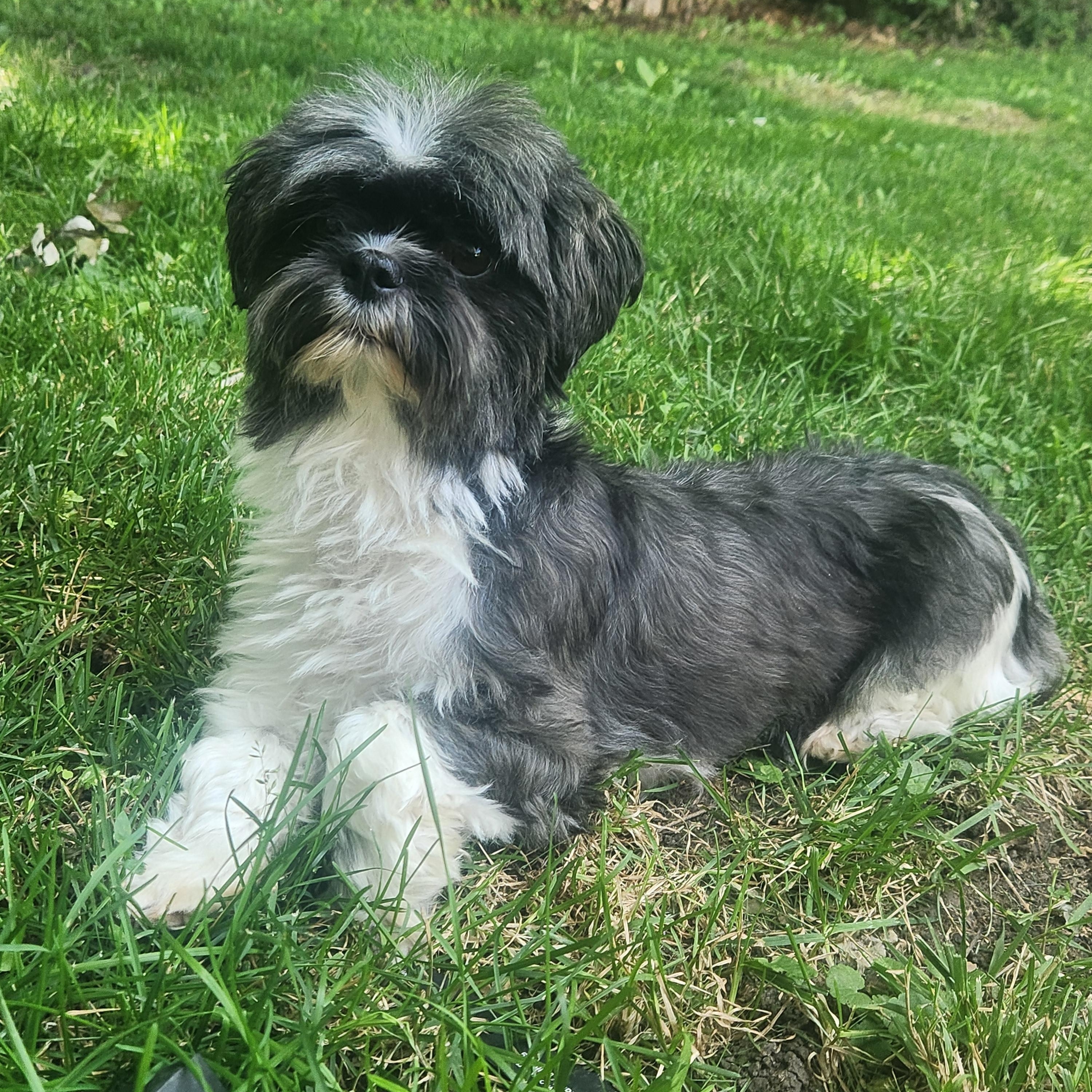 Enlarge Sophie, a ADOPTABLE Shih Tzu in Union Grove, WI image 5/5