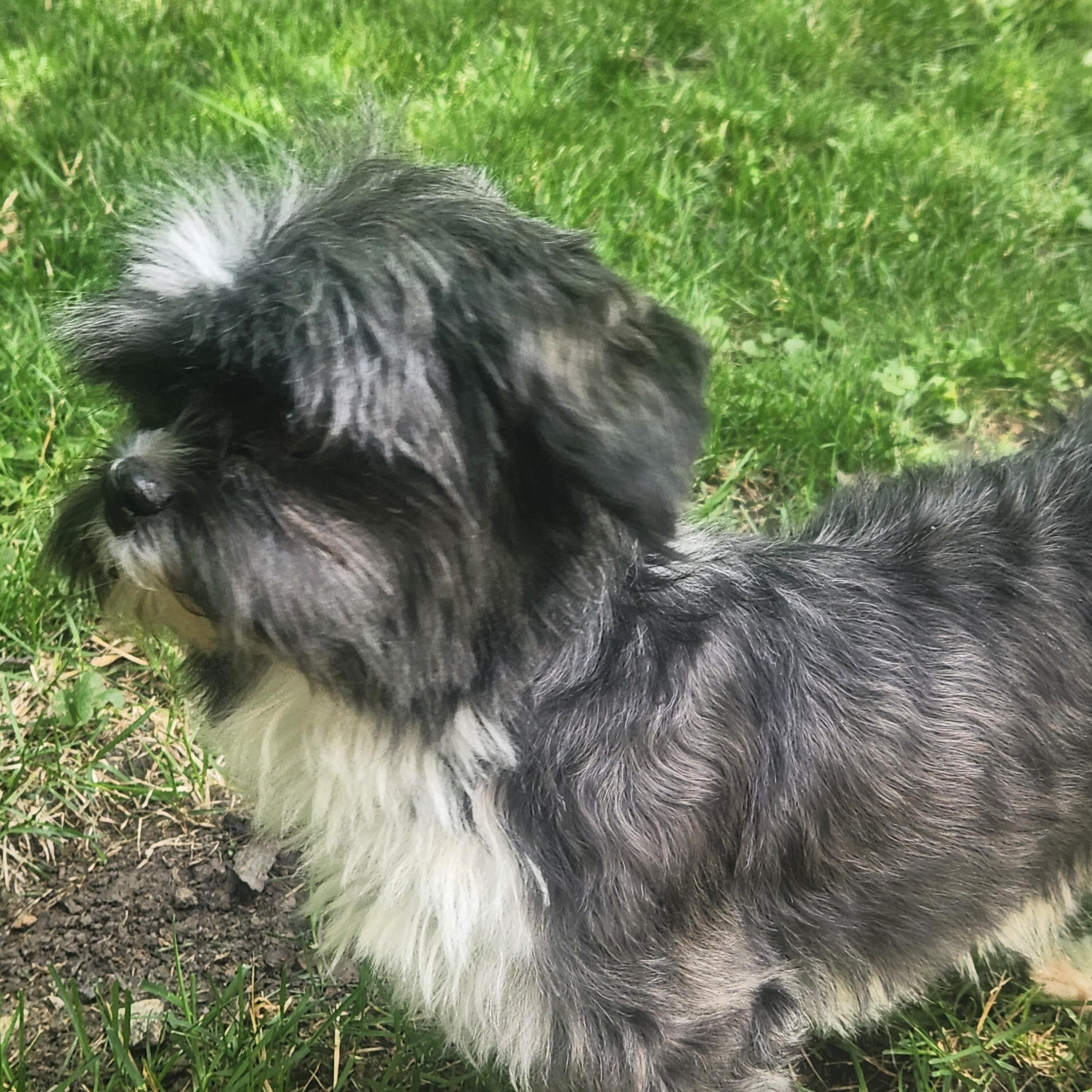 Enlarge Sophie, a ADOPTABLE Shih Tzu in Union Grove, WI image 4/5