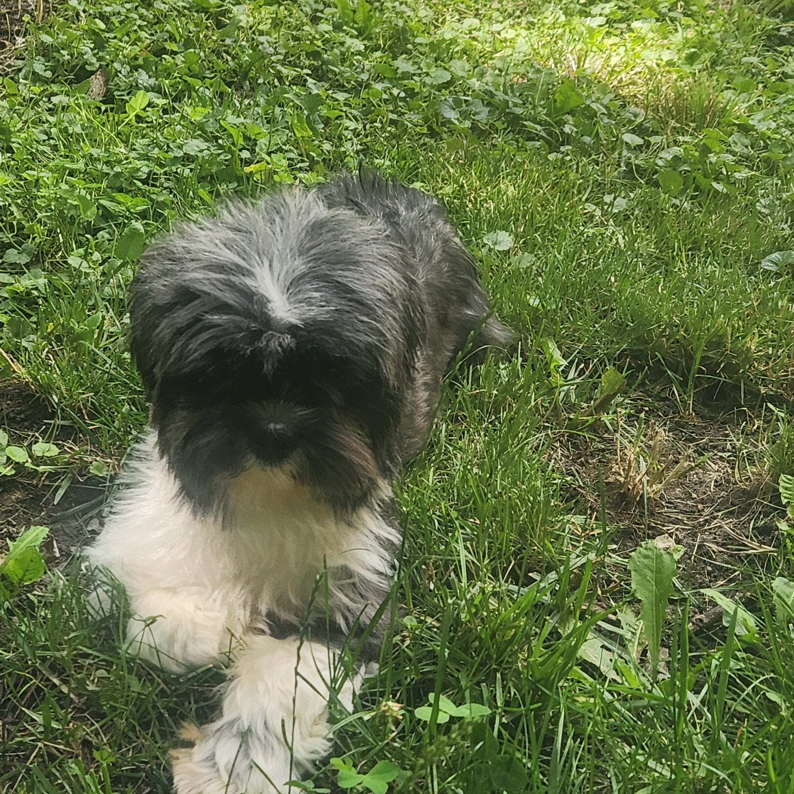 Enlarge Sophie, a ADOPTABLE Shih Tzu in Union Grove, WI image 3/5