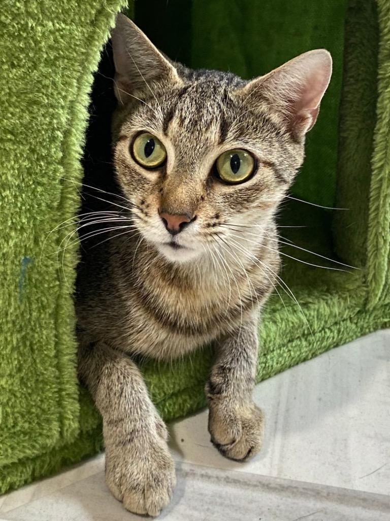 Gracie, Adoptable, Young Female Domestic Short Hair.