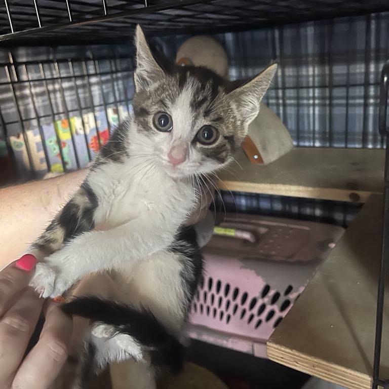 Jacqueline & Miranda, Adoptable, Young Female Domestic Short Hair.