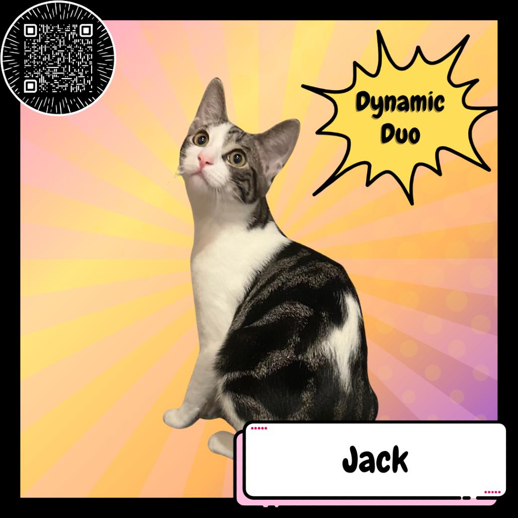 Enlarge Jacqueline & Miranda, a Adoptable Domestic Short Hair in Suisun City, CA image 2/3