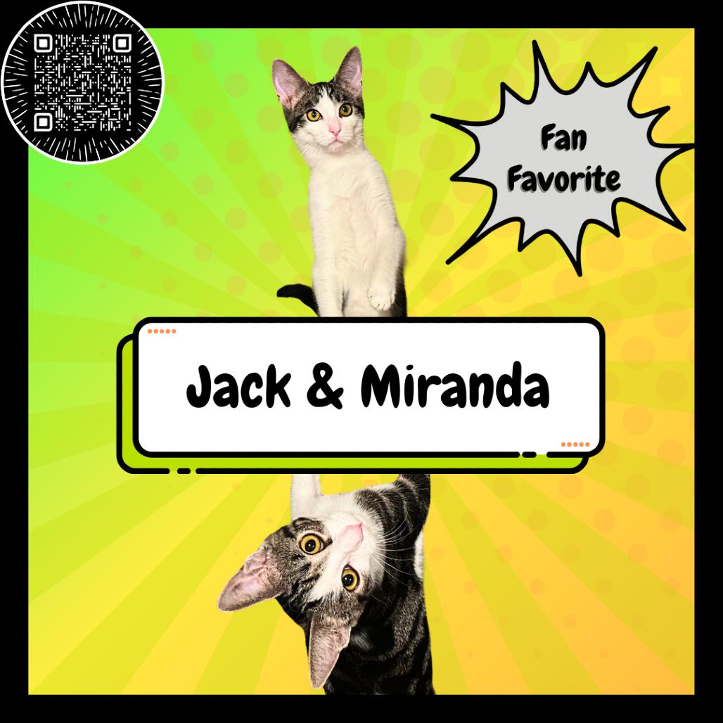 Jacqueline & Miranda, a Adoptable Domestic Short Hair in Suisun City, CA image 3/3