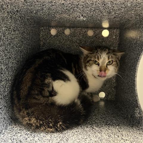 Tomothy, Adoptable, Adult Male Domestic Short Hair.