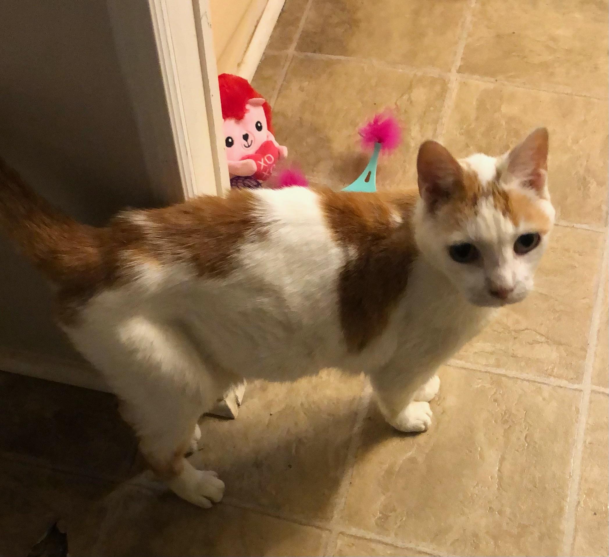 Oliver, Adoptable, Young Male American Shorthair.