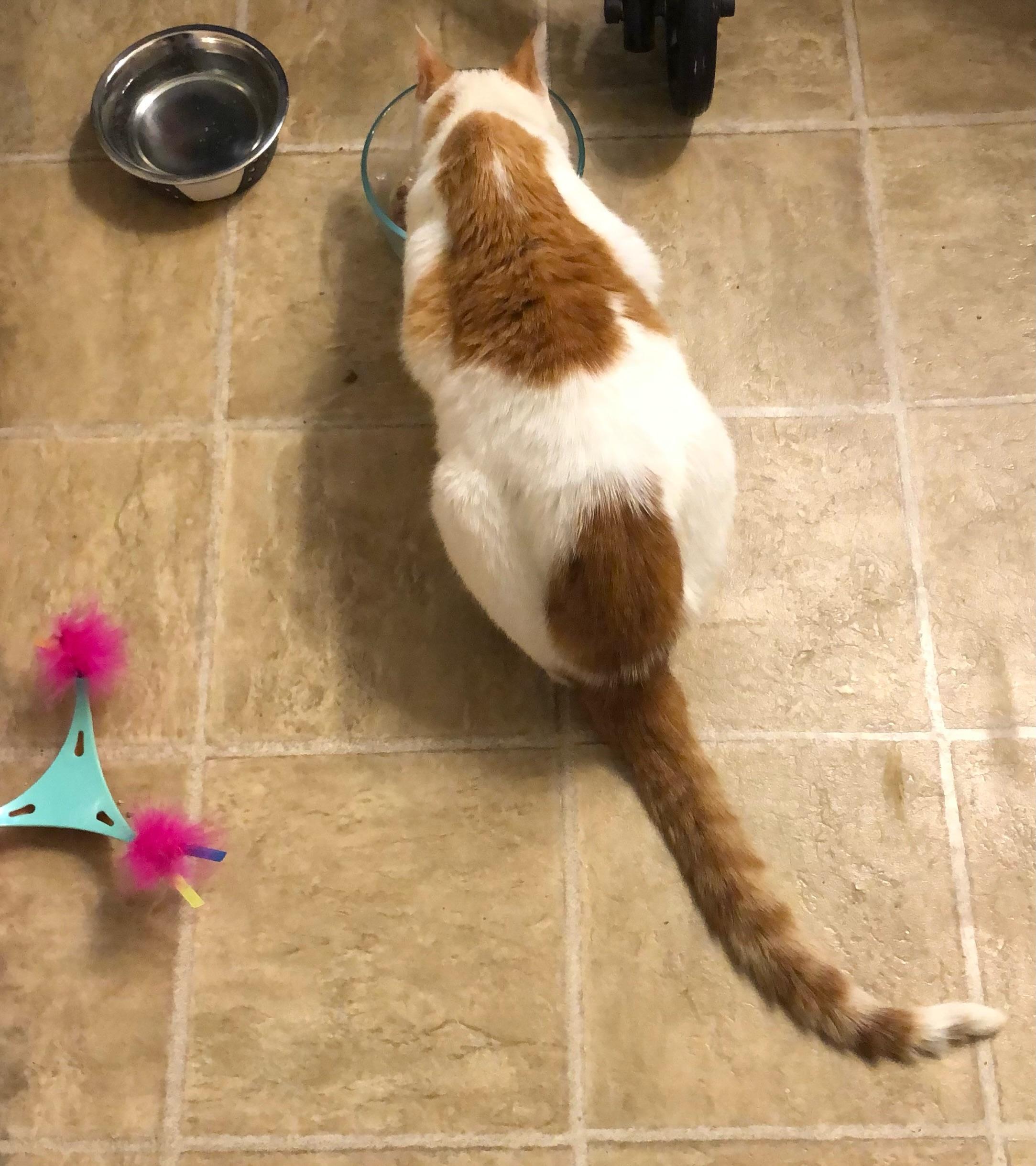 Oliver, a Adoptable American Shorthair in Charlotte, NC image 3/4