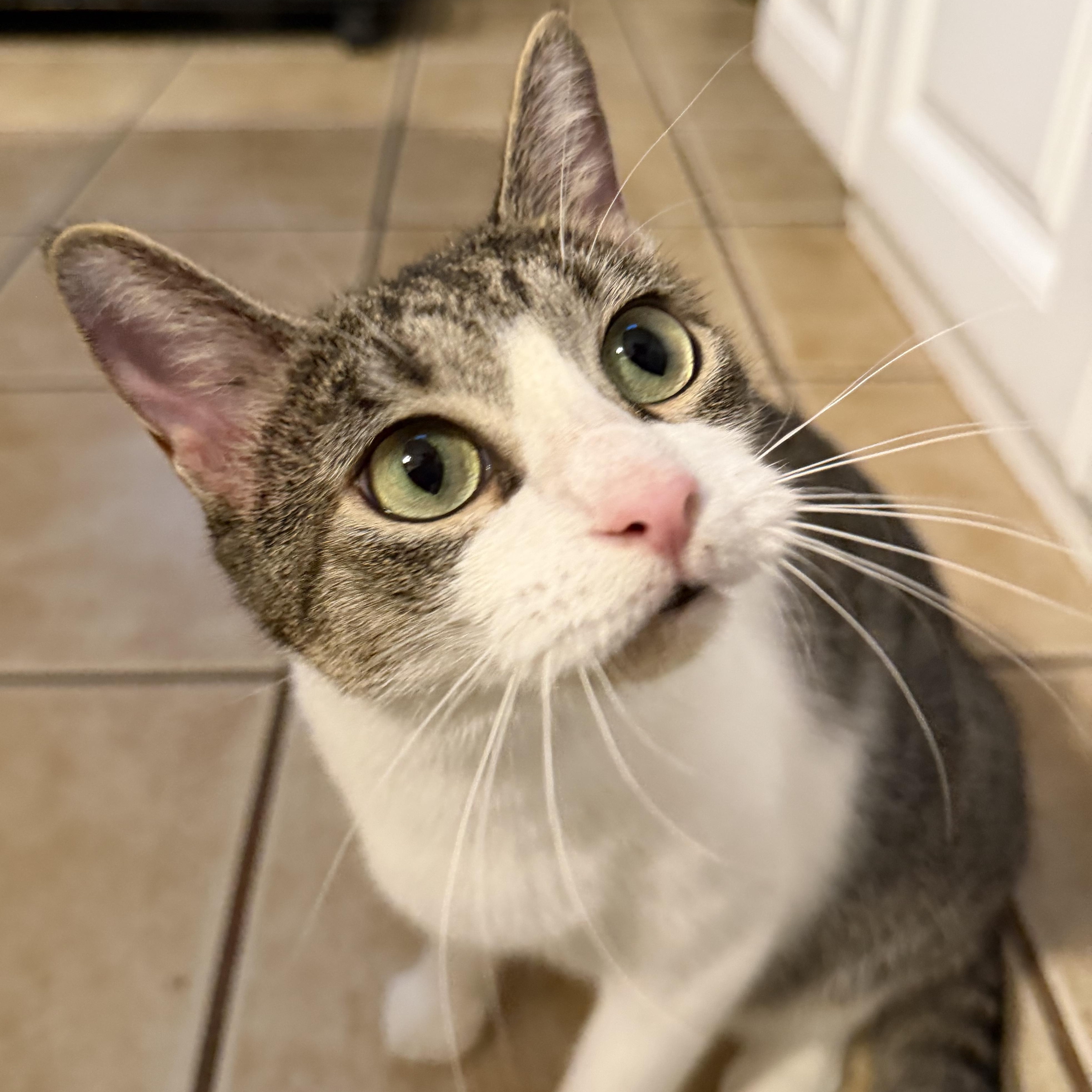 BLOSSOM, Adoptable, Young Female Domestic Short Hair.