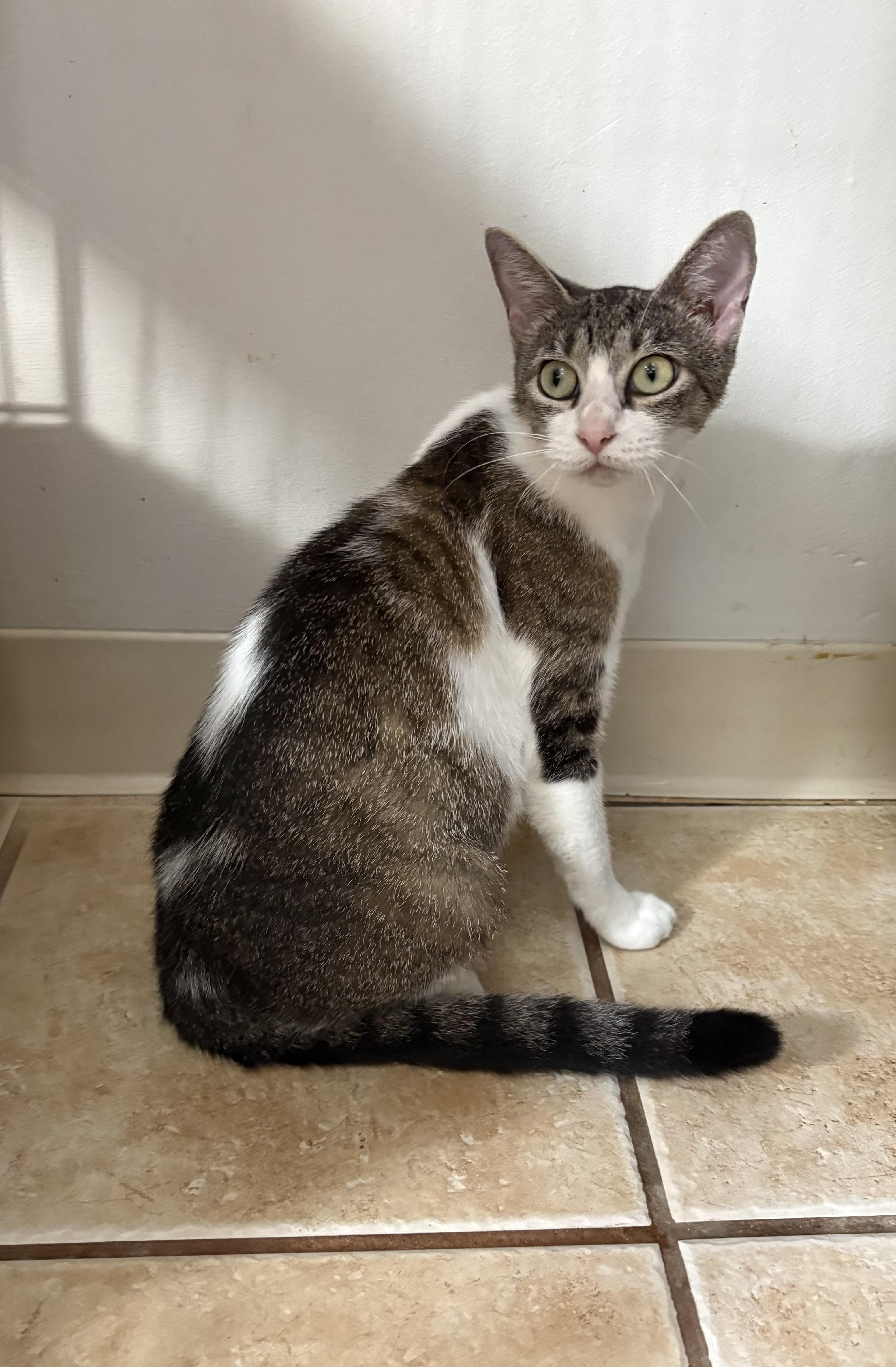 Enlarge BLOSSOM, a Adoptable Domestic Short Hair in Hamilton, NJ image 2/4