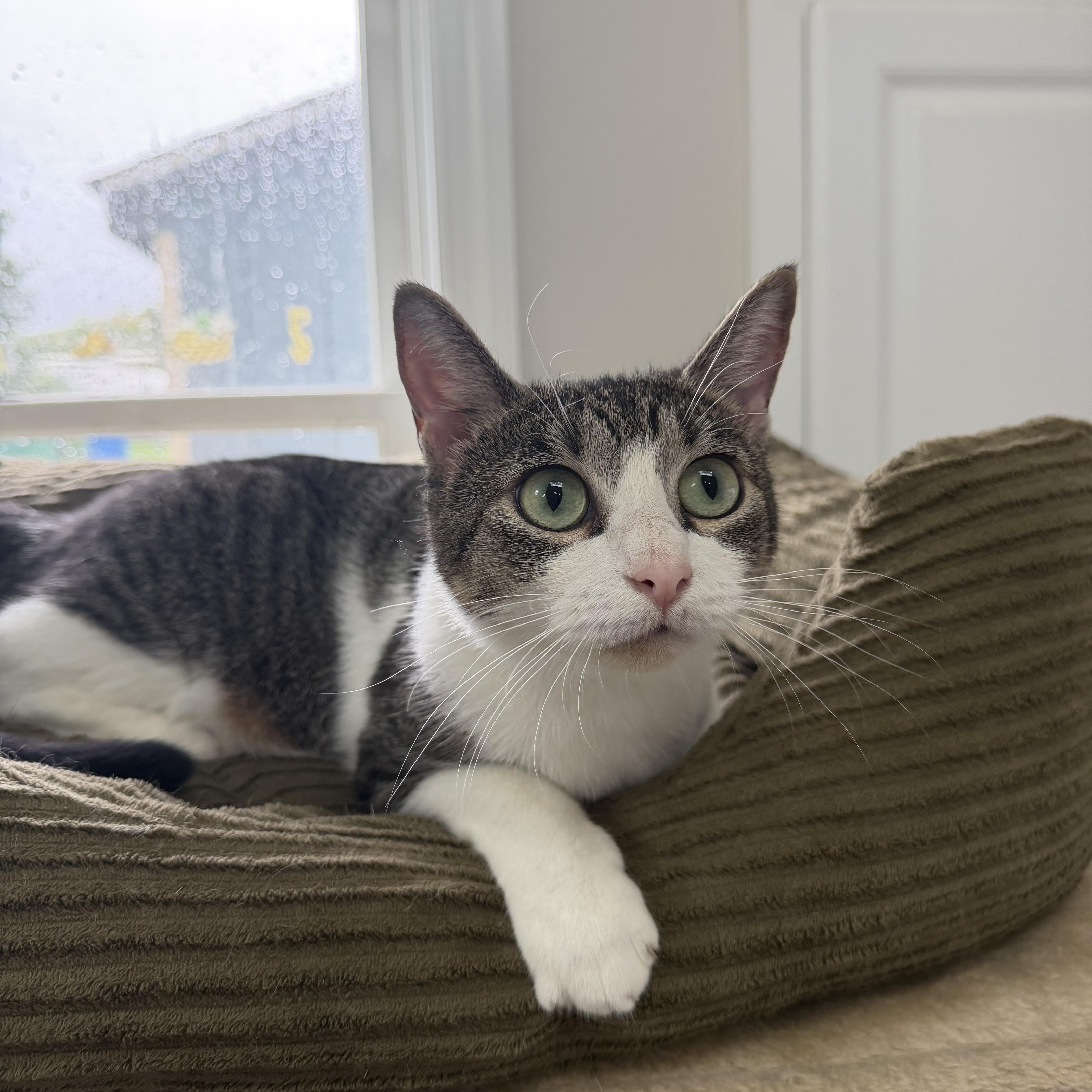 Enlarge BLOSSOM, a Adoptable Domestic Short Hair in Hamilton, NJ image 3/4