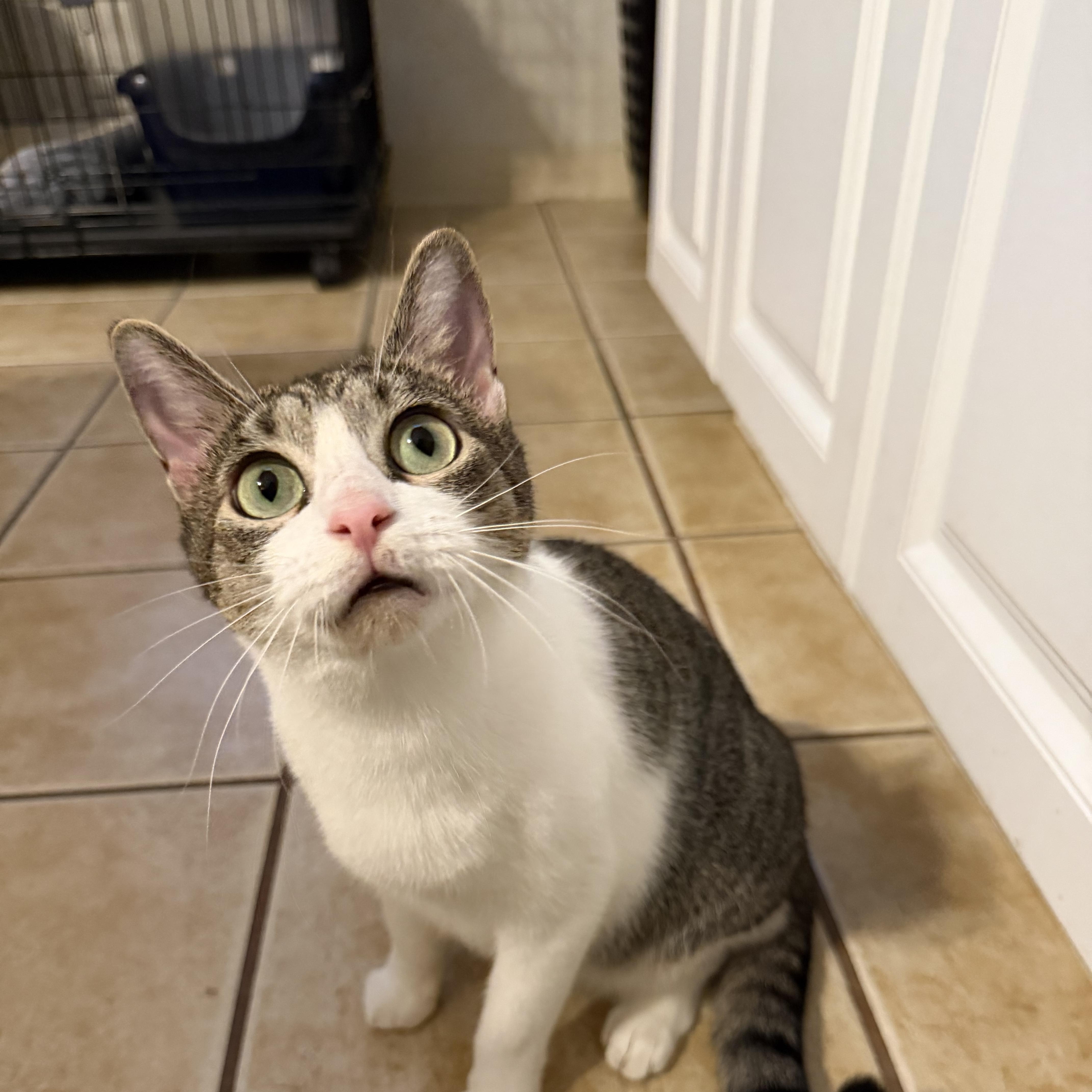 Enlarge BLOSSOM, a Adoptable Domestic Short Hair in Hamilton, NJ image 4/4