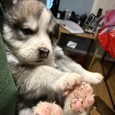 Bolt, a Adoptable Mixed Breed in Calgary, AB image 1/6