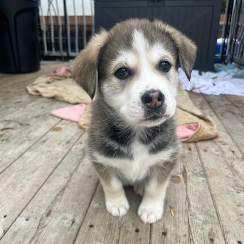 Bolt, a Adoptable Mixed Breed in Calgary, AB image 2/6
