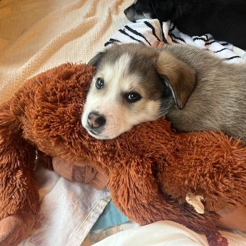 Bolt, a Adoptable Mixed Breed in Calgary, AB image 3/6