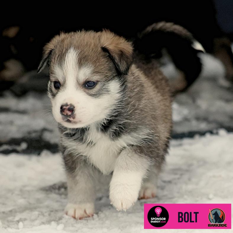 Bolt, a Adoptable Mixed Breed in Calgary, AB image 4/6