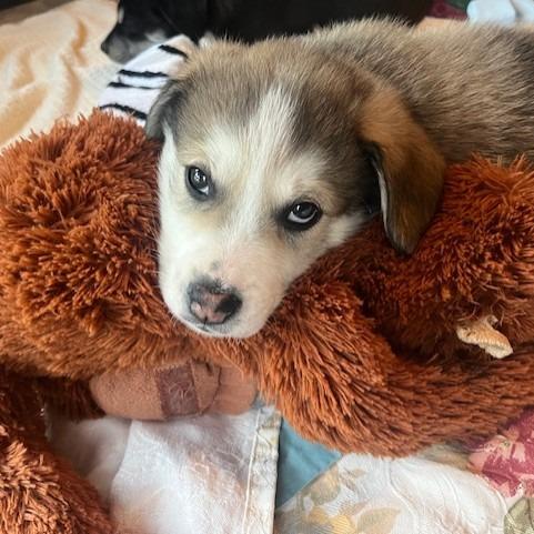 Bolt, a Adoptable Mixed Breed in Calgary, AB image 5/6