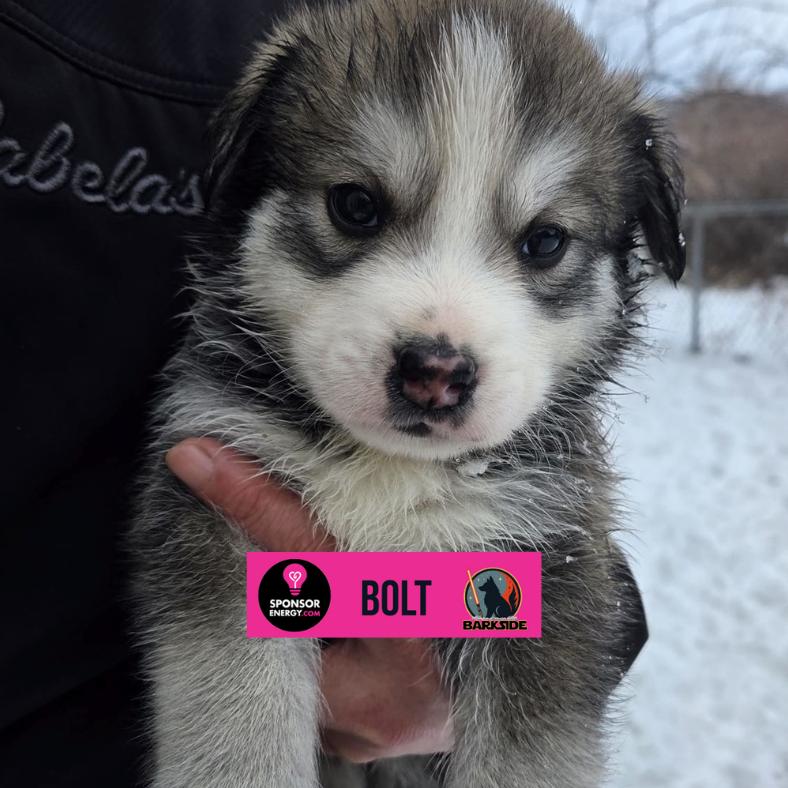 Bolt, a Adoptable Mixed Breed in Calgary, AB image 6/6