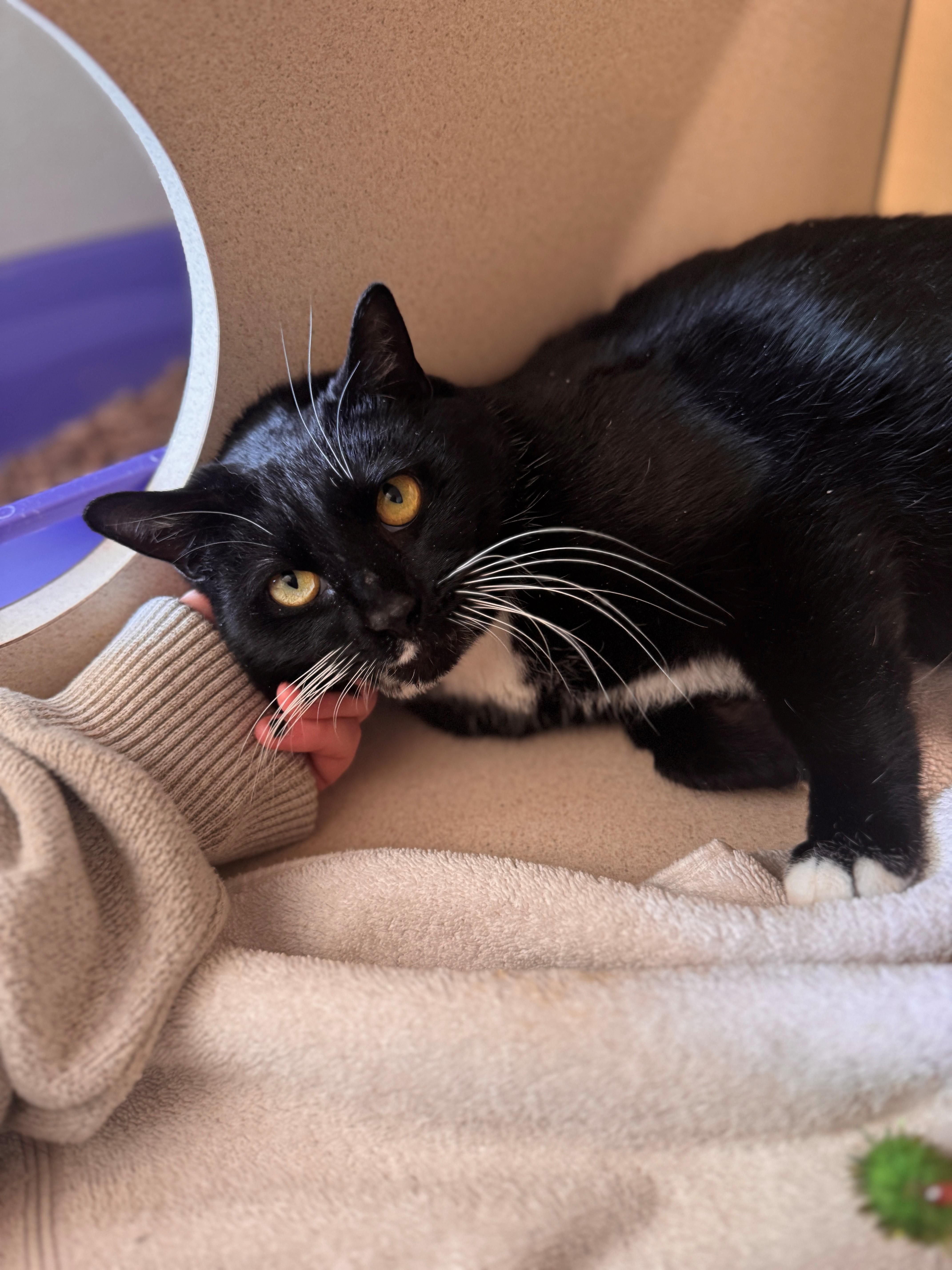 Enlarge Frankie, a ADOPTABLE Domestic Short Hair in Hackensack, MN image 2/3