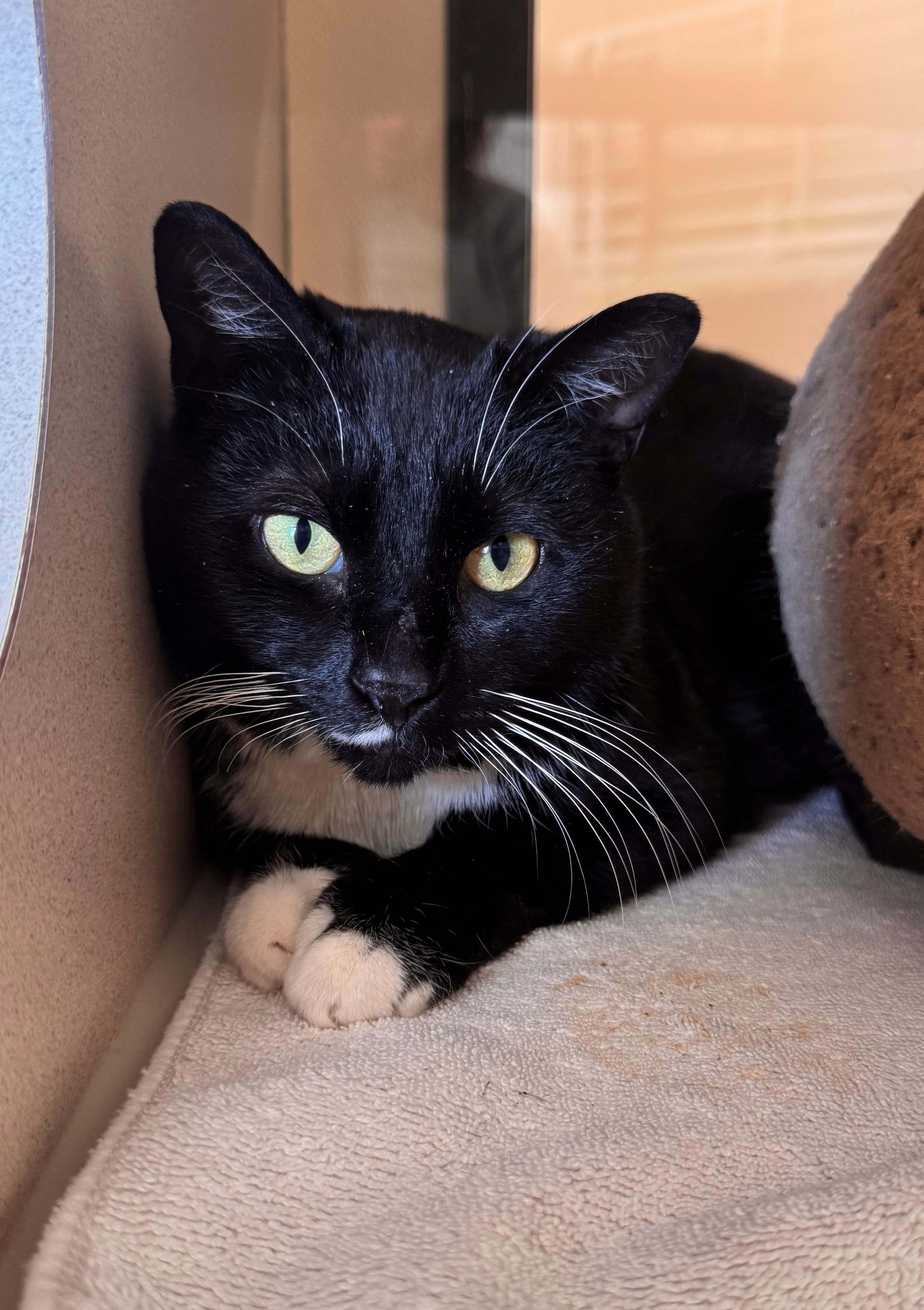 Frankie, ADOPTABLE, Adult Female Domestic Short Hair.
