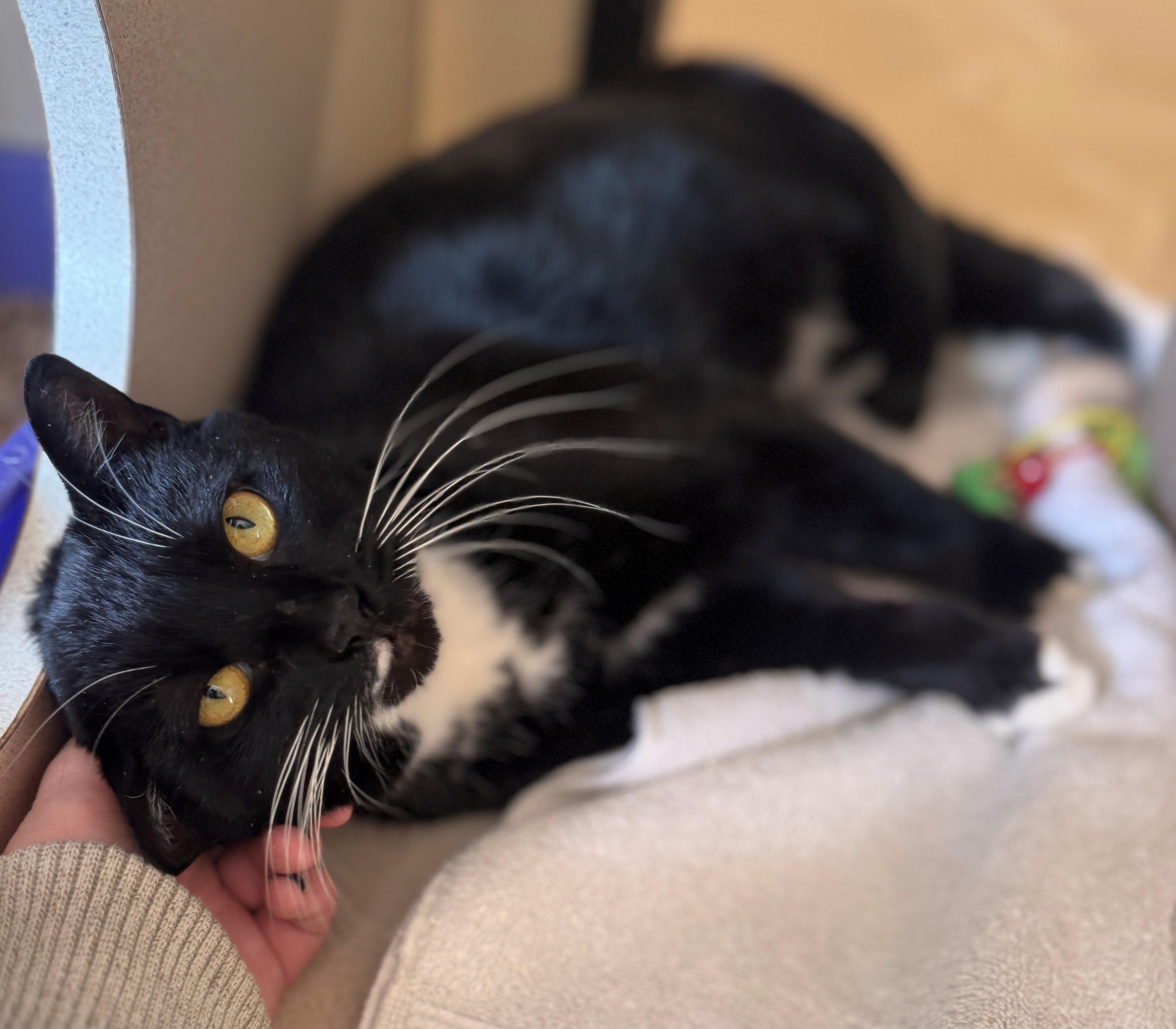 Enlarge Frankie, a ADOPTABLE Domestic Short Hair in Hackensack, MN image 3/3