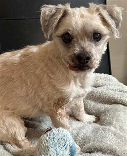 SPONGEY, Adoptable, Senior Male Shih Tzu & Mixed Breed.
