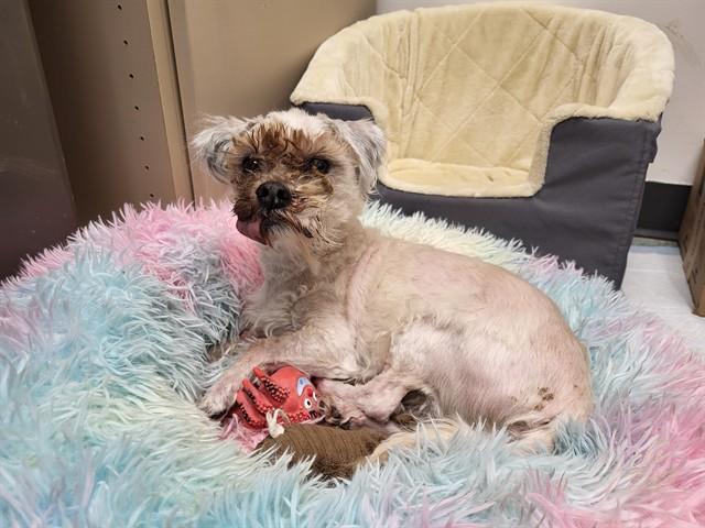 SPONGEY, Adoptable, Senior Male Shih Tzu & Mixed Breed.