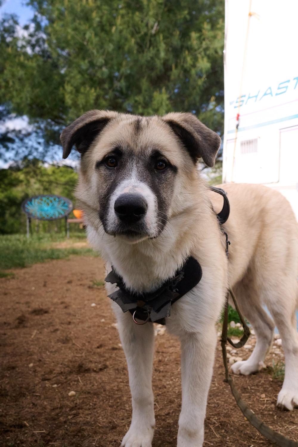 Enlarge Hoss **Community Post**, a ADOPTABLE mixed breed in Floyd, VA image 4/6